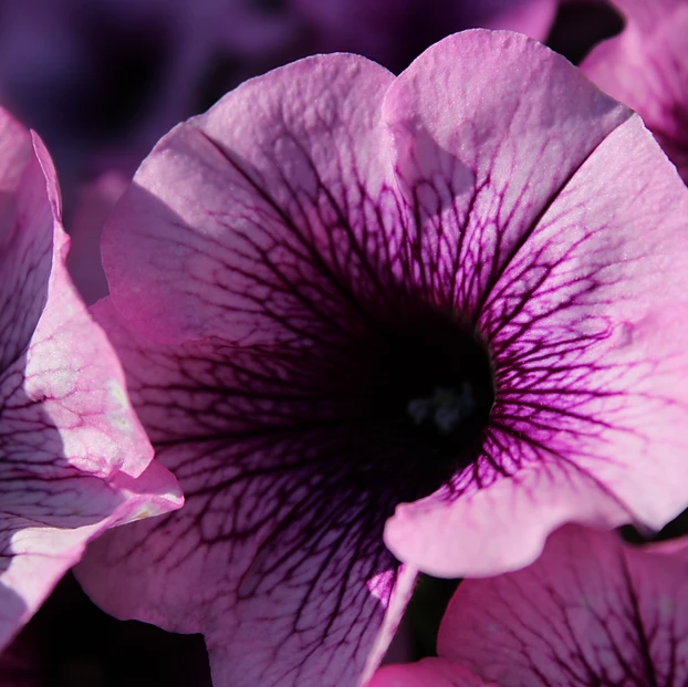 Pétunias Violets album cover