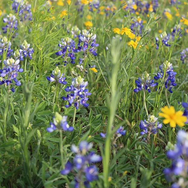 Texas Bluebonnets album cover