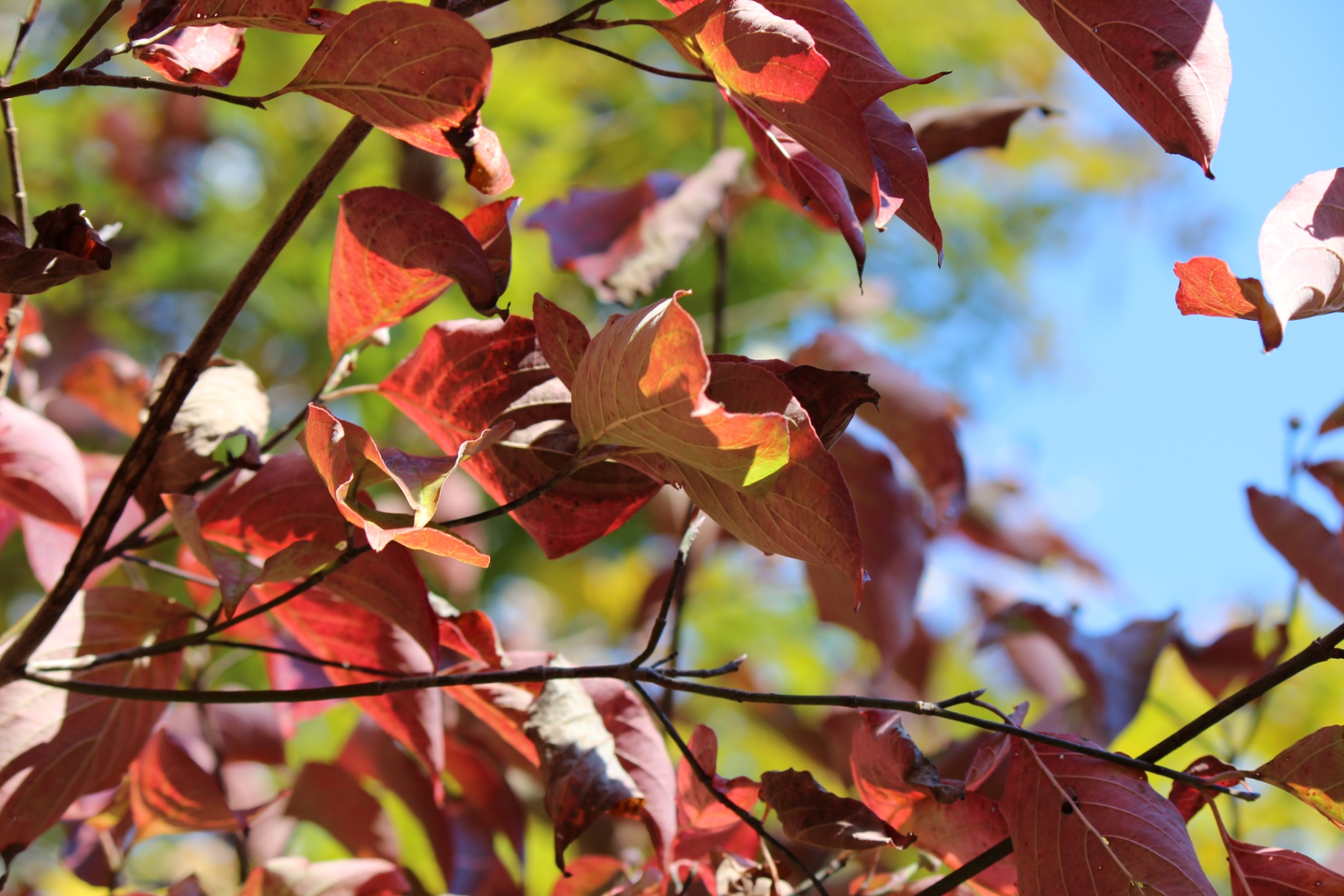 Autumn dogwood leaves