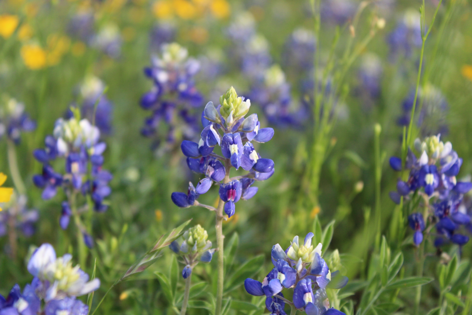 Bluebonnets in a field