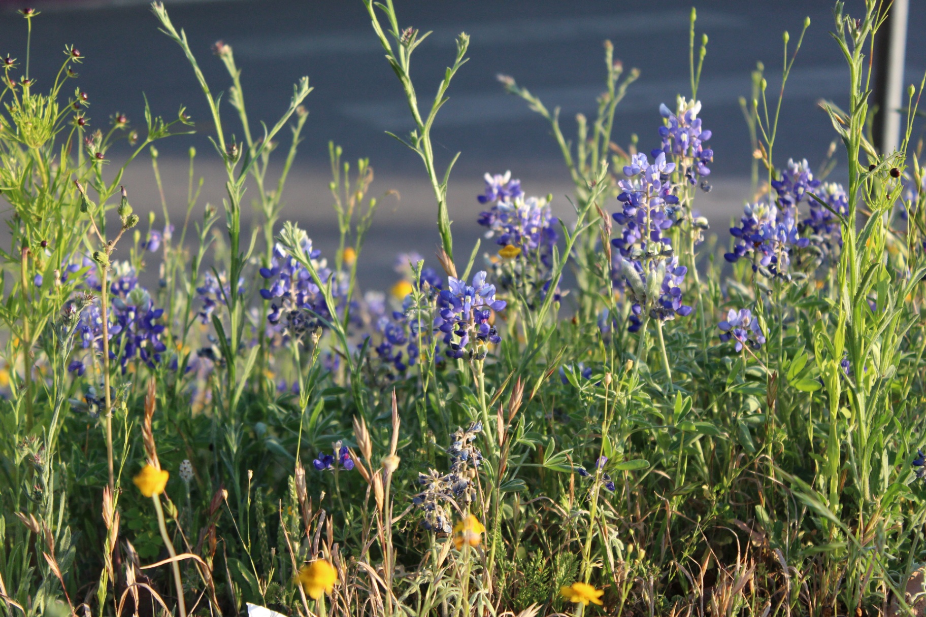 Texas Bluebonnets