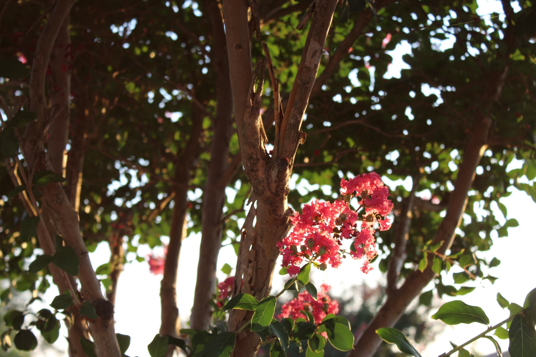 Crepe myrtle blossoms