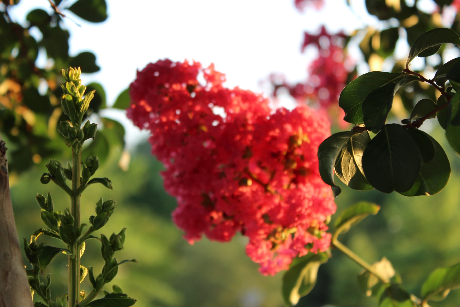 Crepe myrtle blossoms