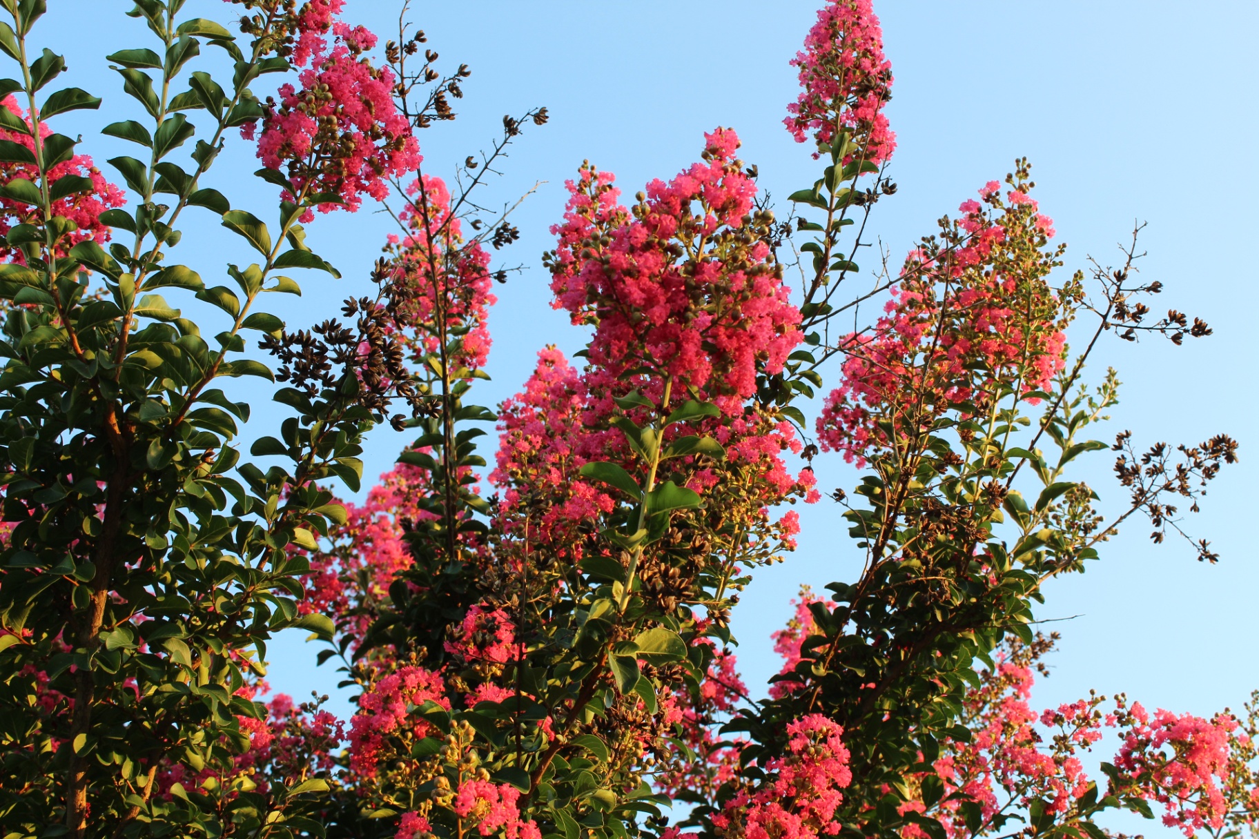 Crepe myrtle blossoms
