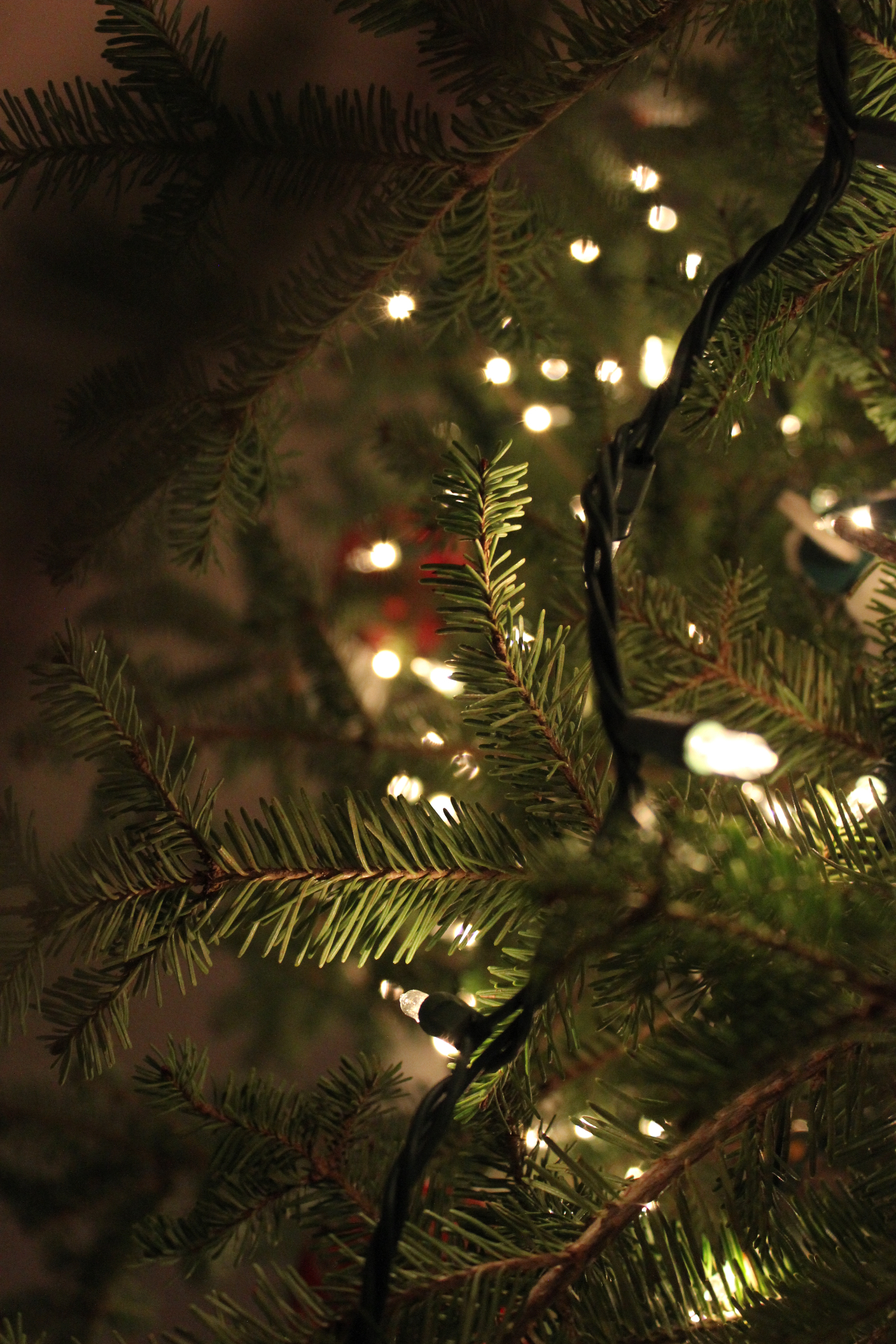 Tree lights bokeh