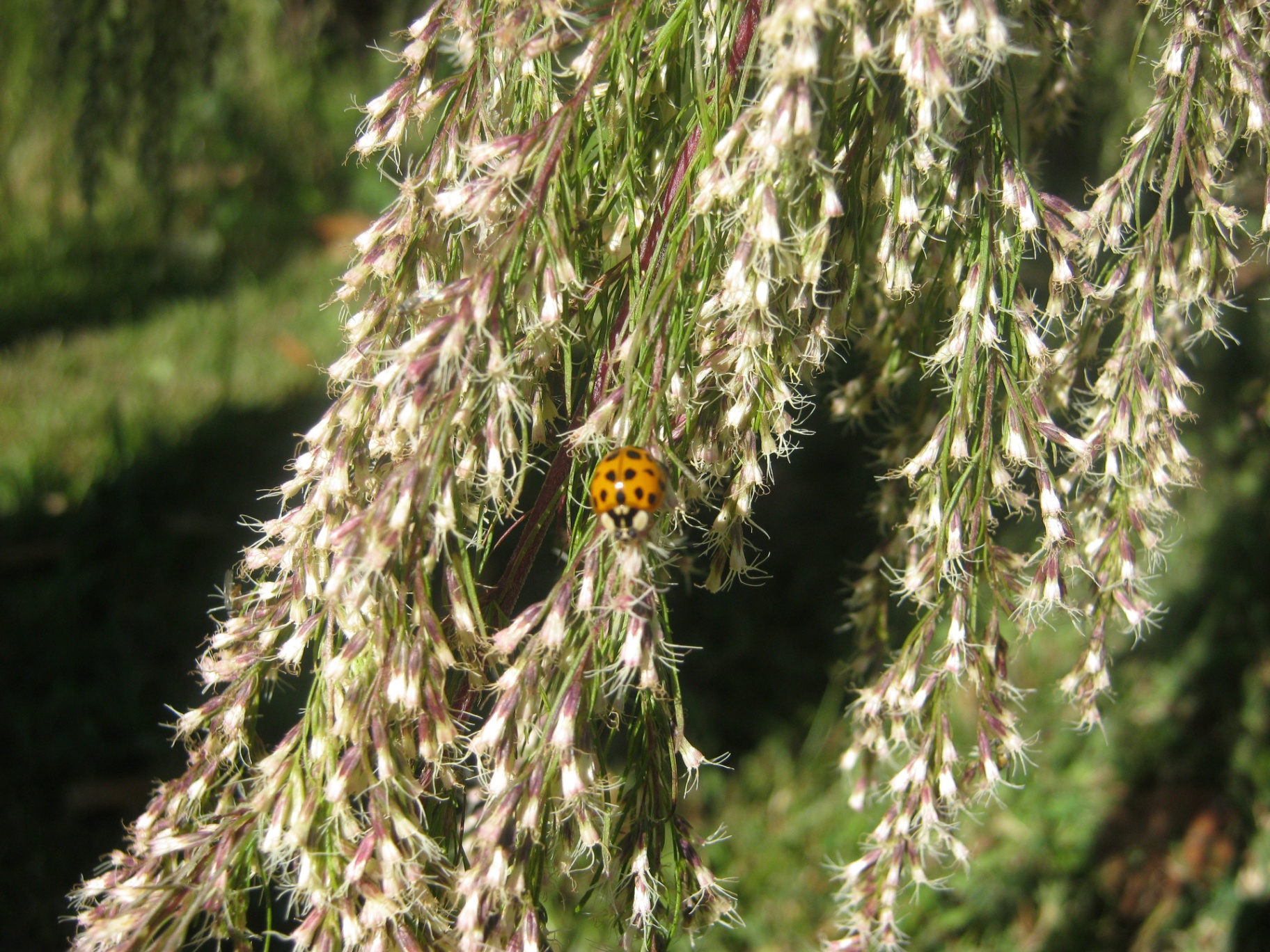 Ladybug on a willow leaf