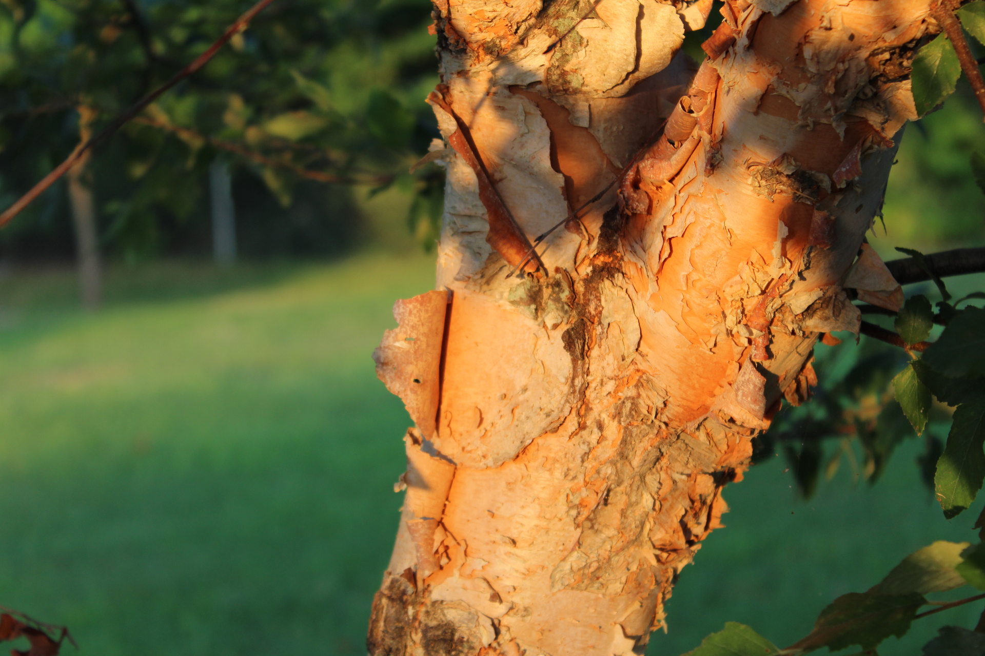 Paper birch bark