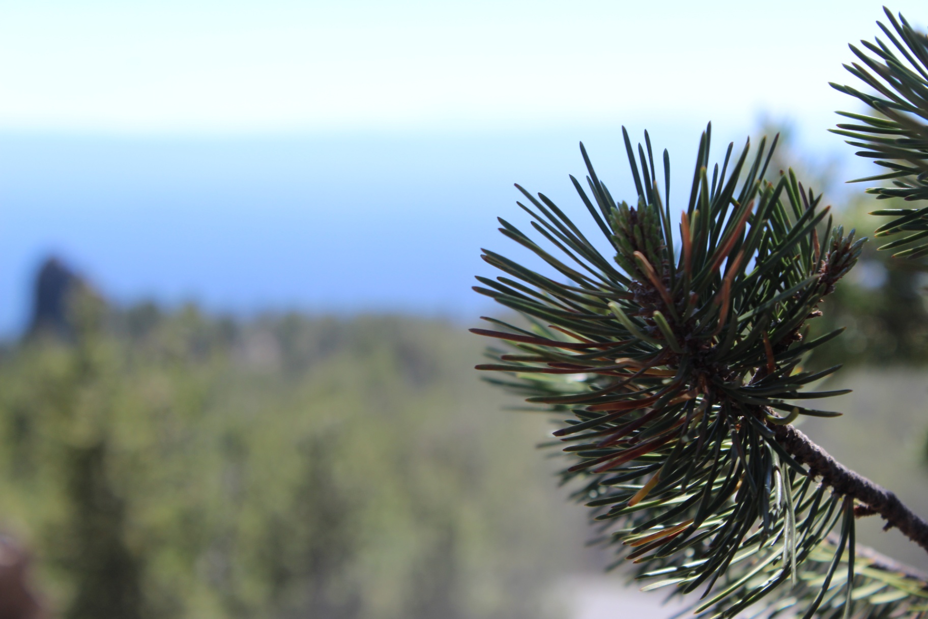 Paulina pine