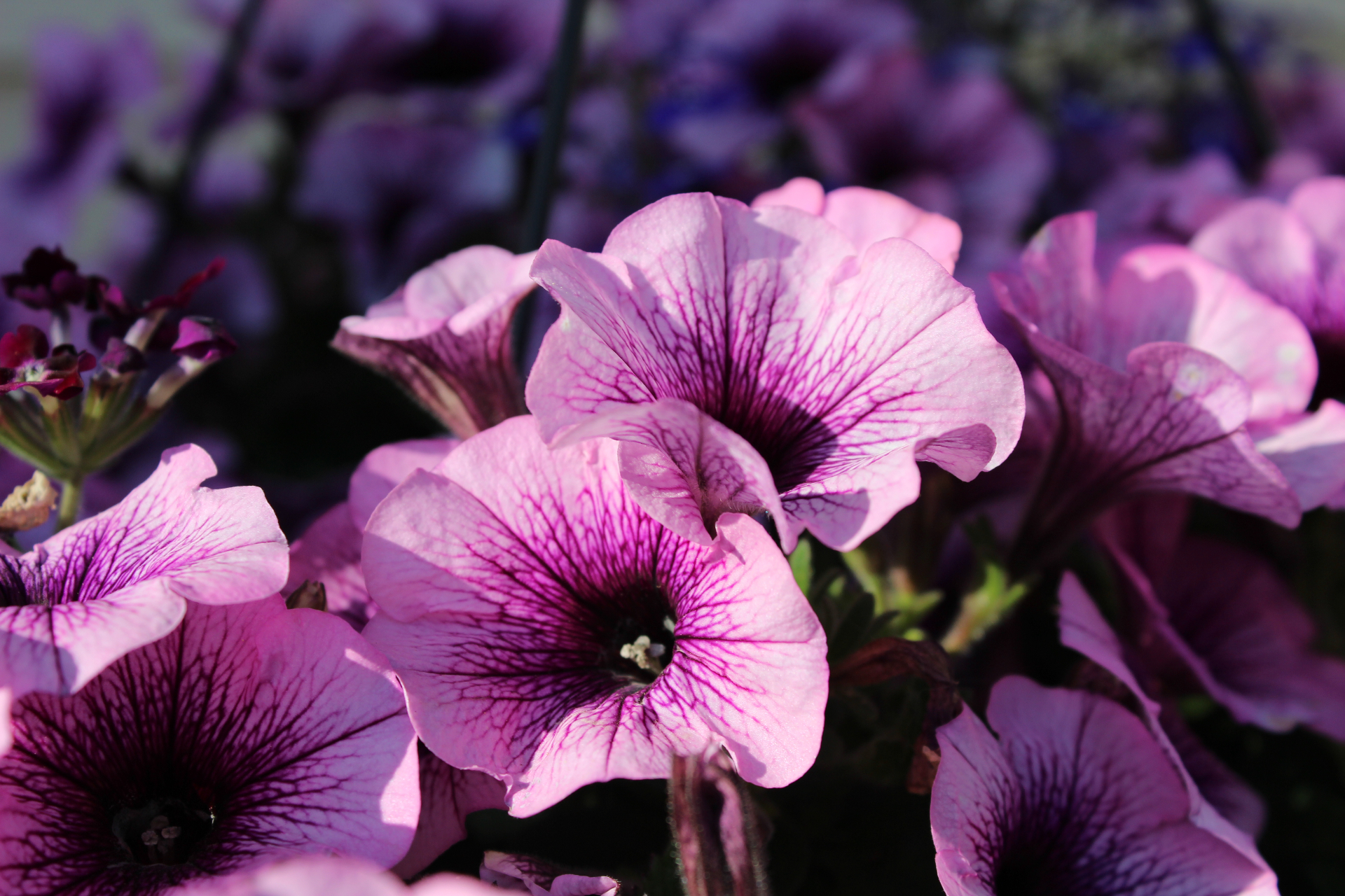 Petunia cluster