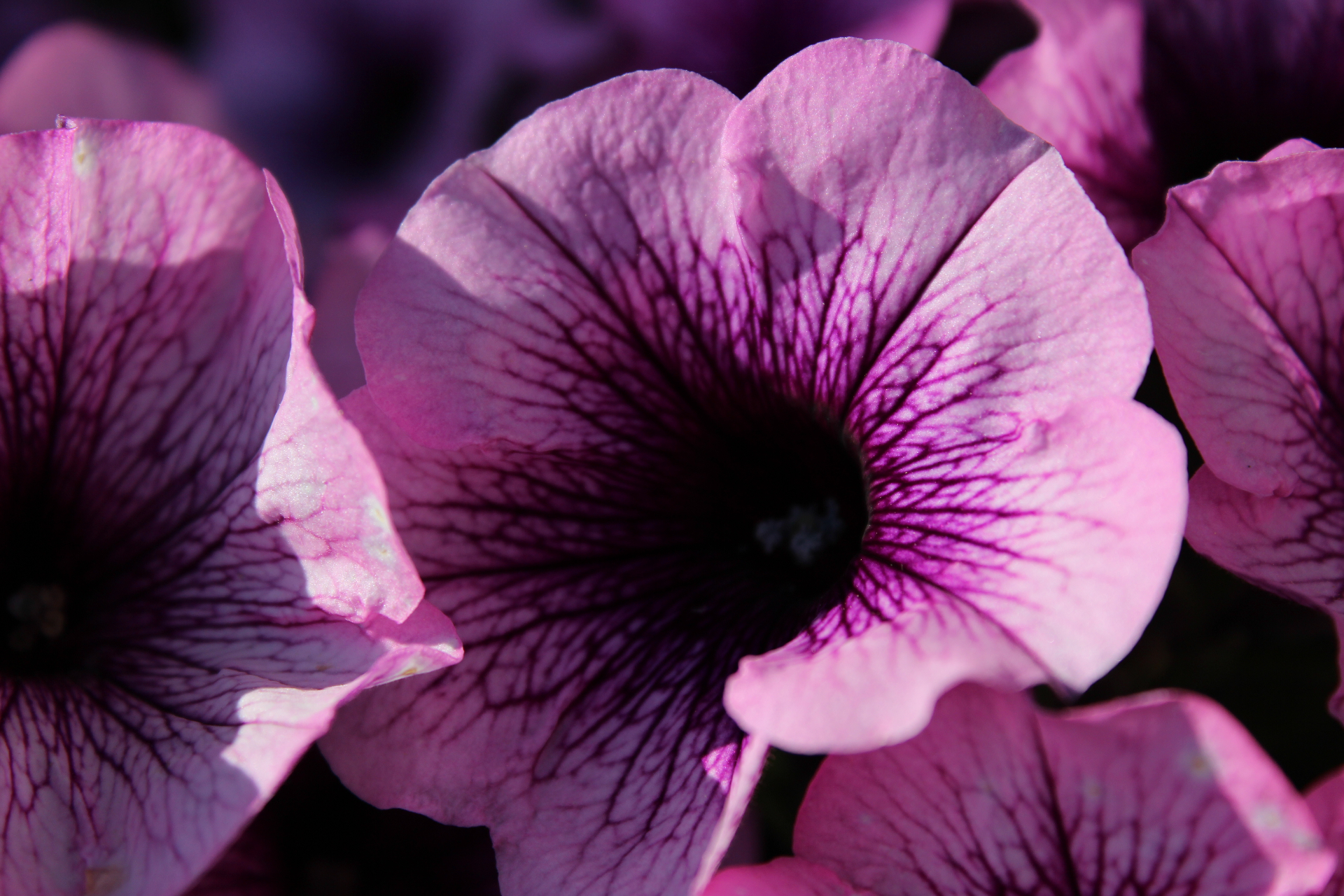 Pétunias Violets