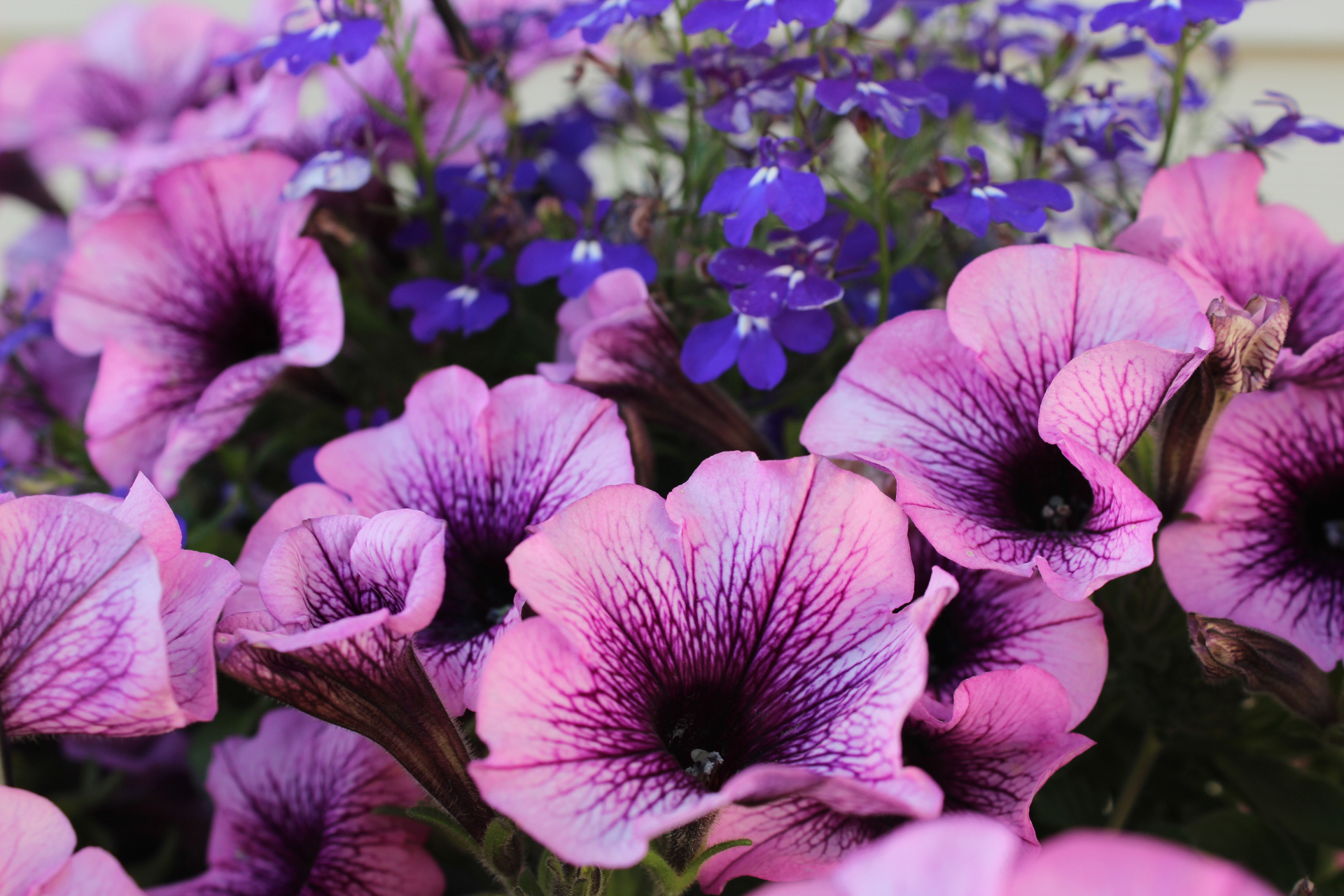 Petunia detail