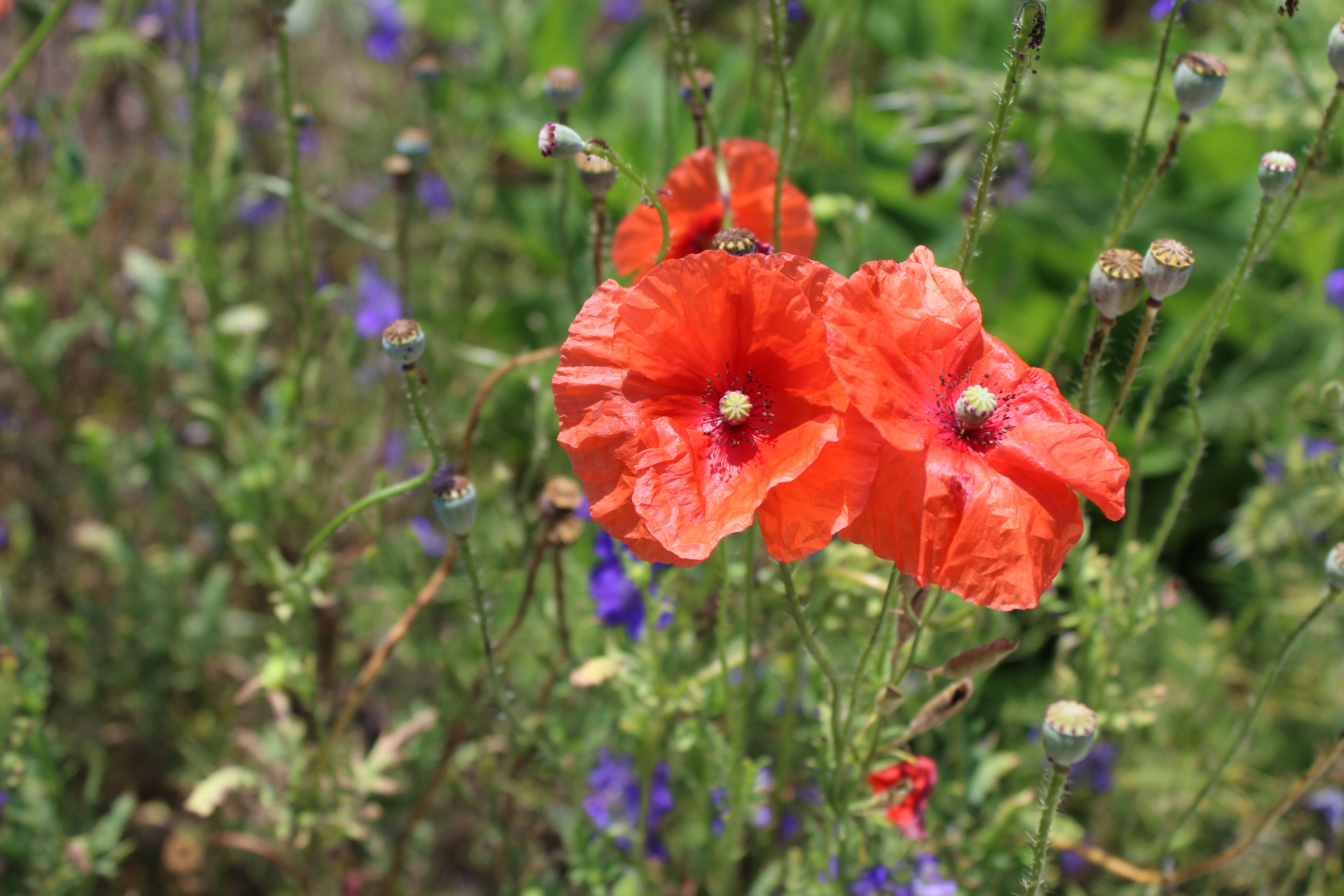Wild poppies