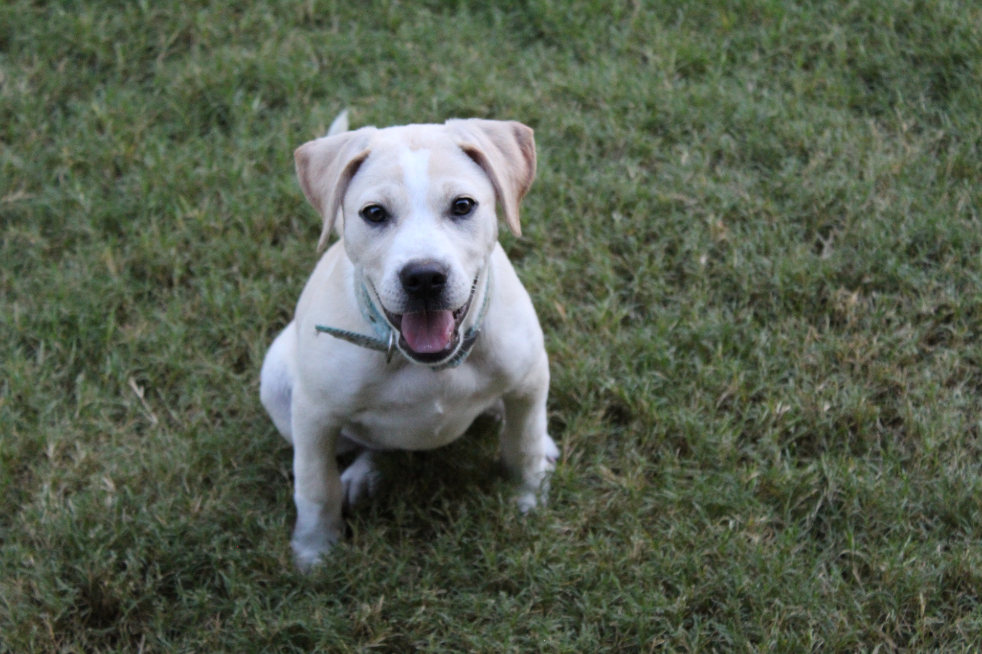 Puppy at play