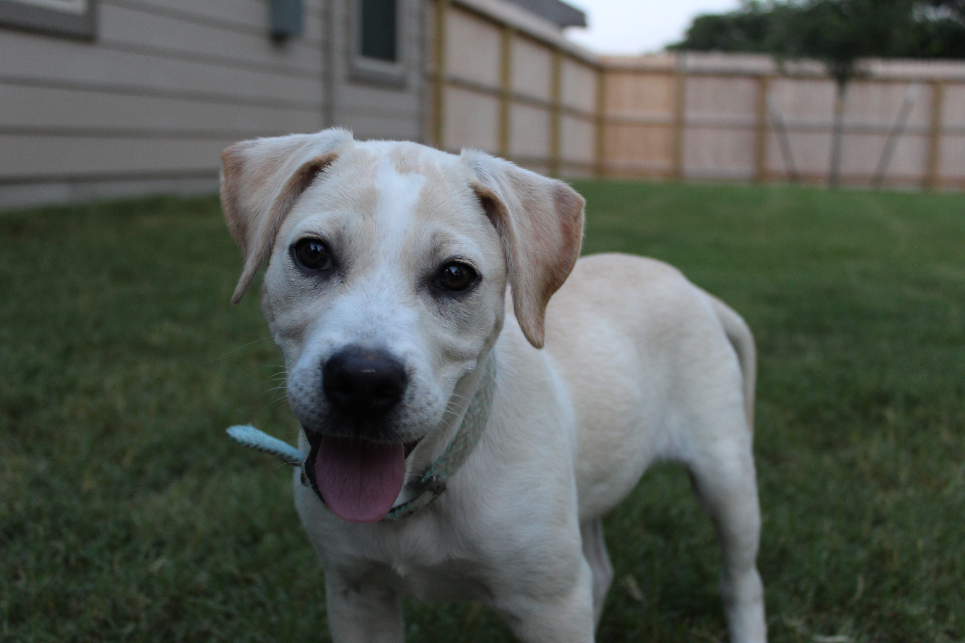 Puppy at play