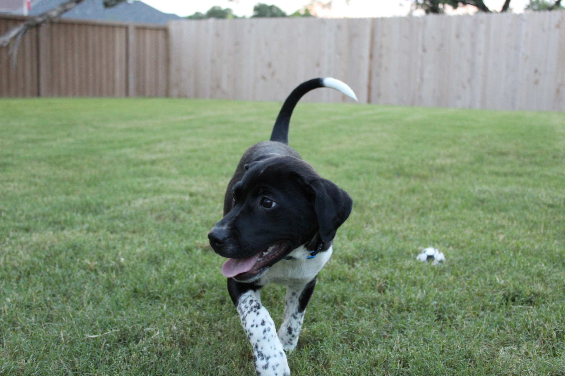 Puppy at play
