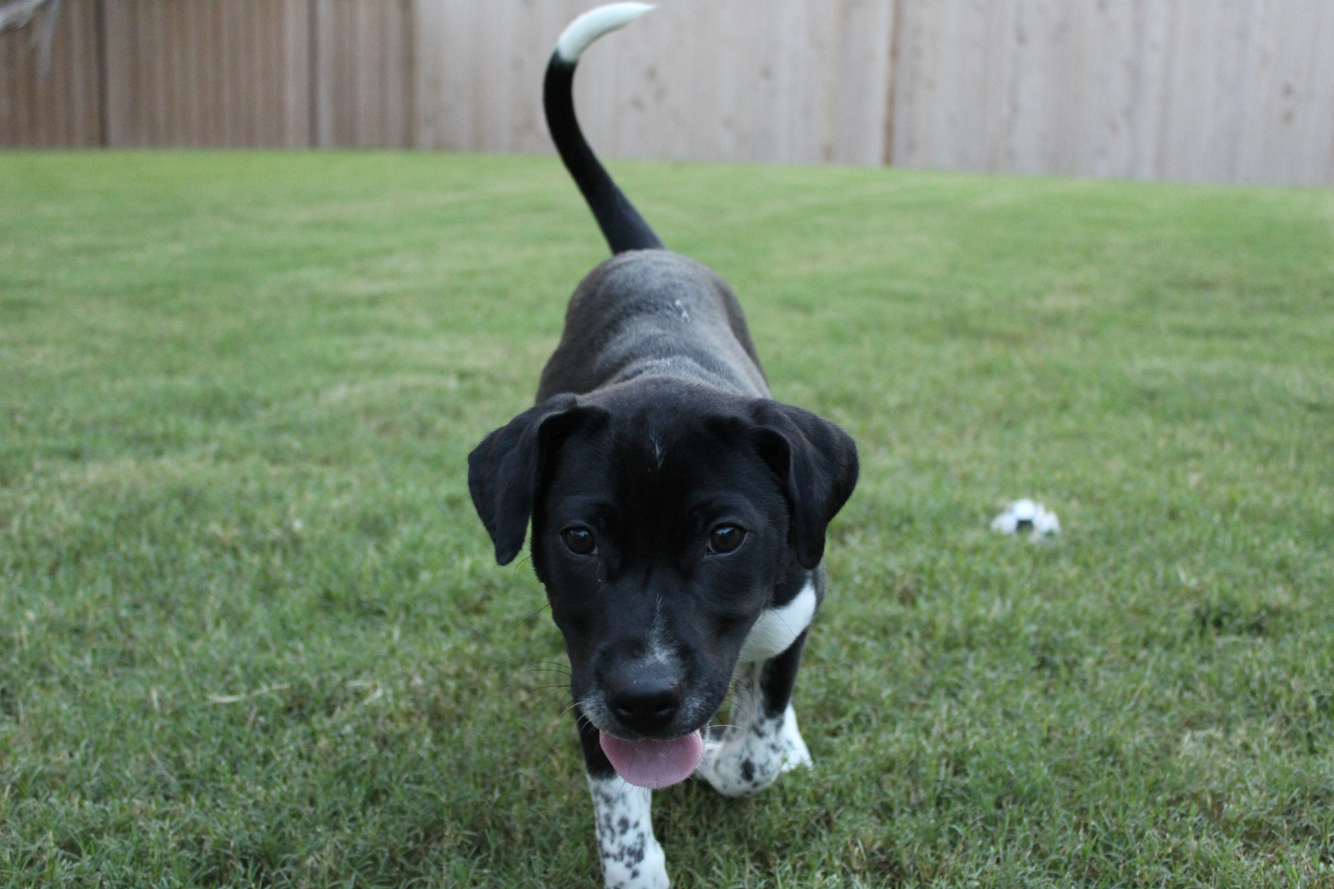 Puppy at play