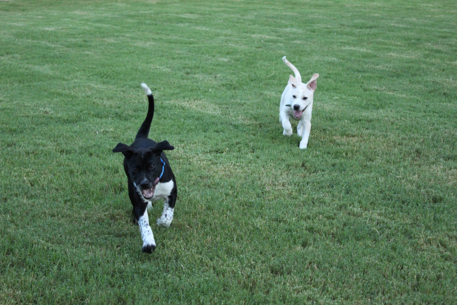 Puppies Gone Wild