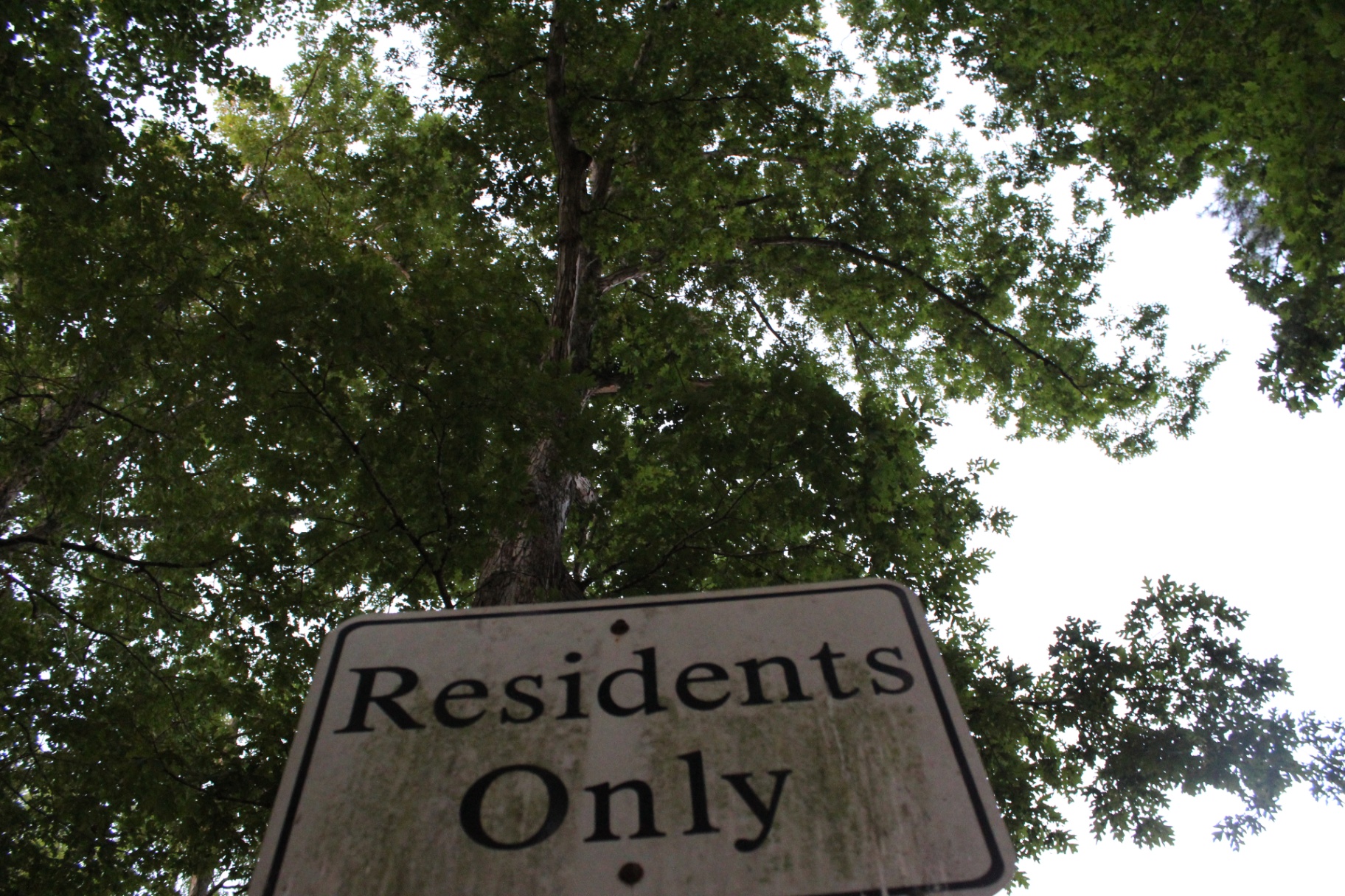 Tree canopy