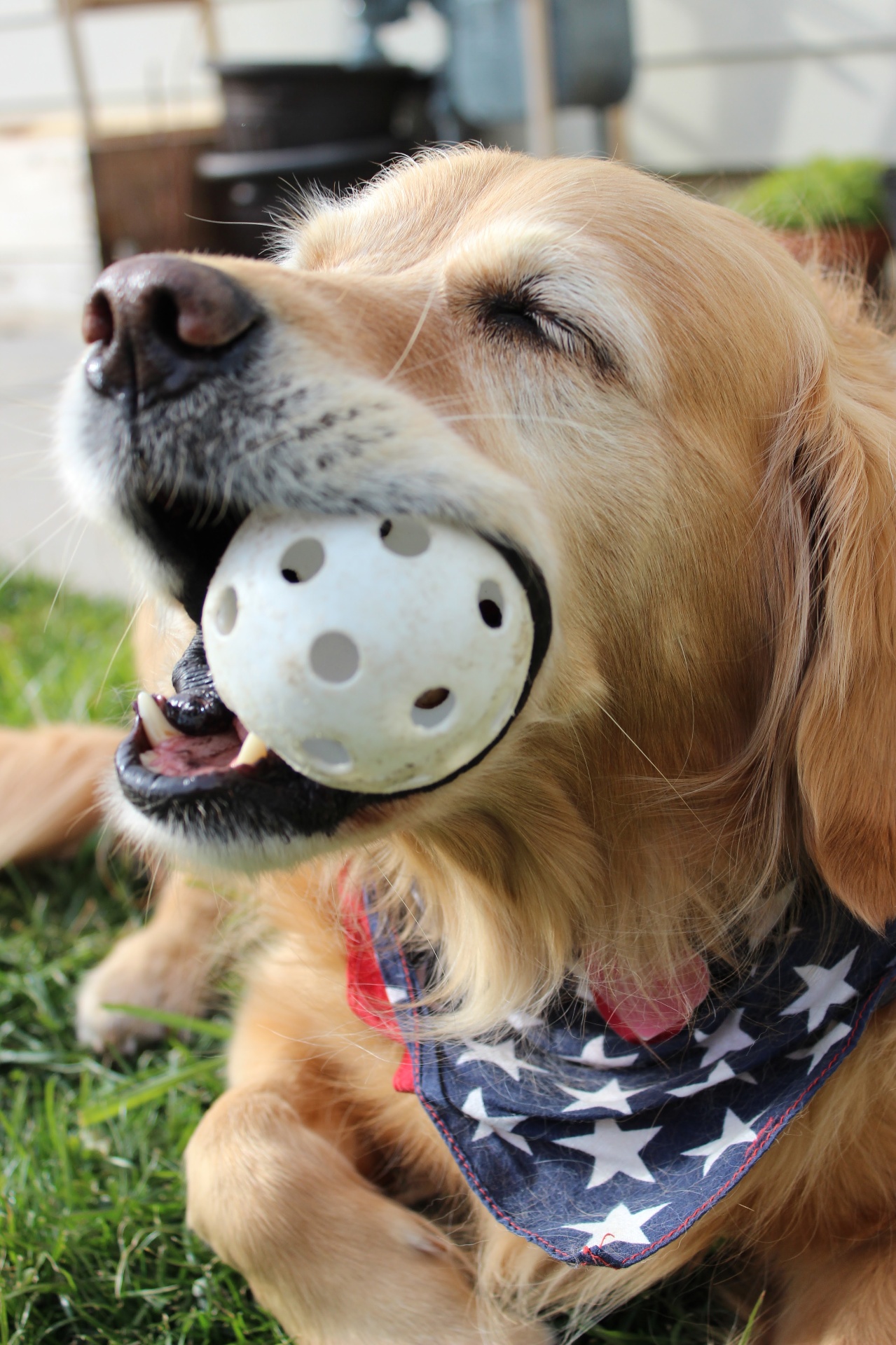 Teddy with his ball