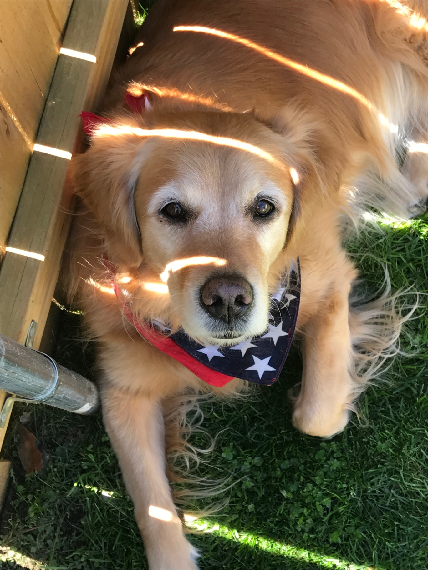 Teddy in stars-and-stripes bandana