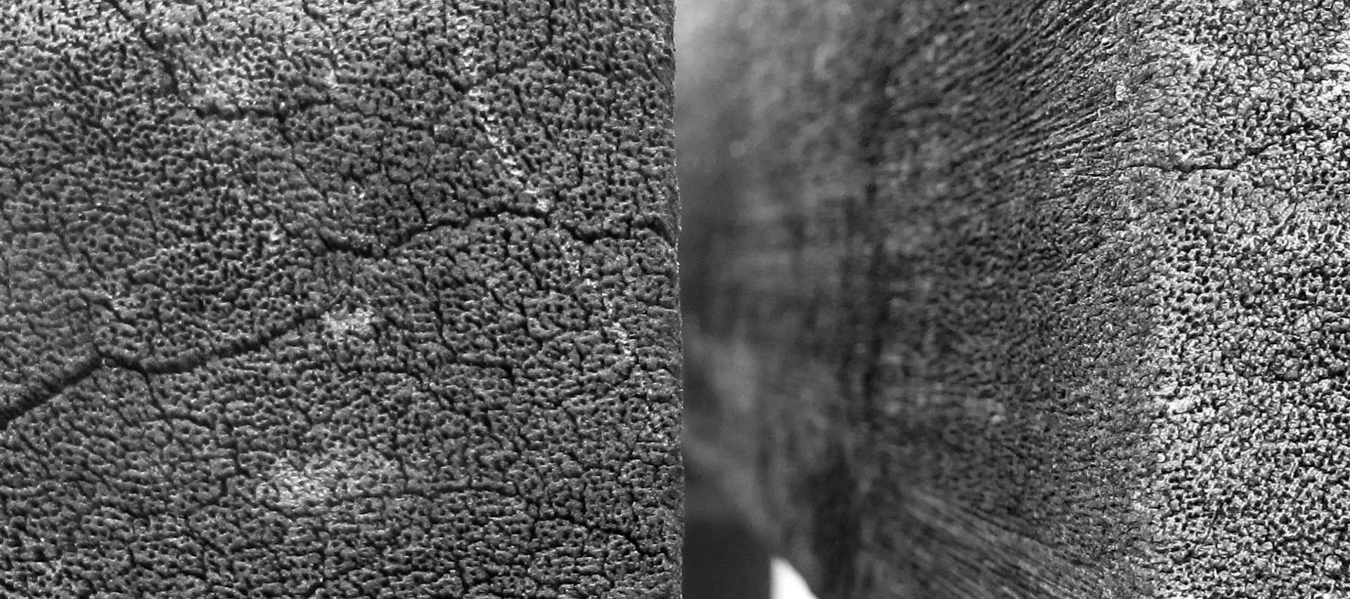 Weathered wood texture