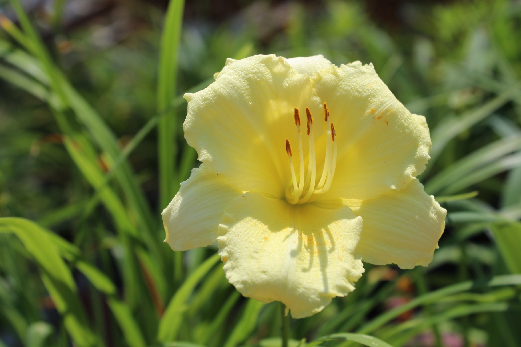 Yellow daylily